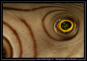 The Eye of a Immaculate pufferfish in the waters of Lembe... by Michel Lonfat 